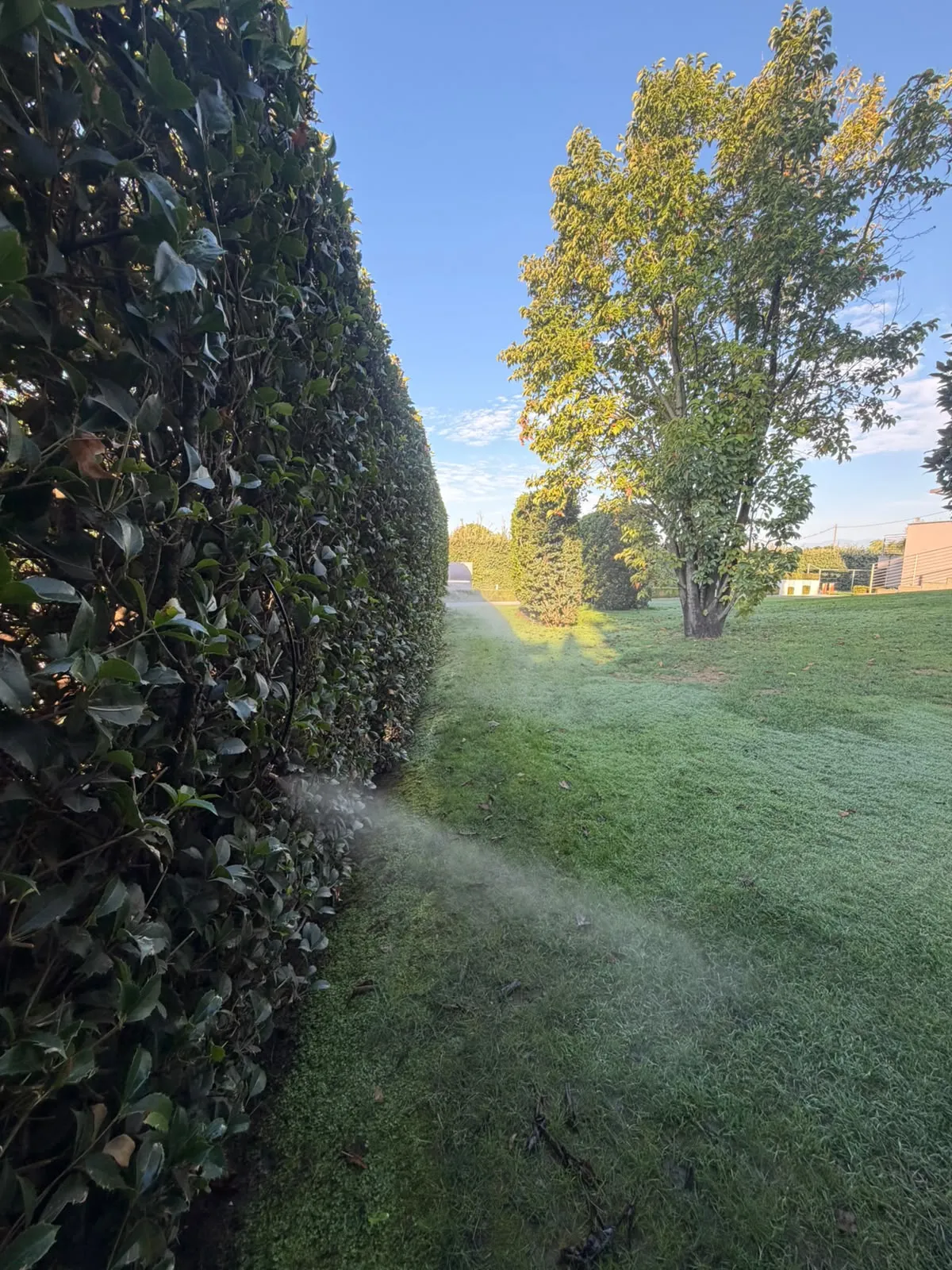 Getto di nebbia che esce dalla base di un'alta siepe e si allarga sul prato, con un albero illuminato dal sole sullo sfondo